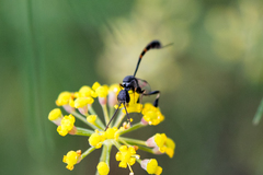 Gasteruption assectator