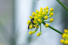 Gasteruption assectator