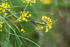 Gasteruption assectator