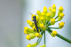 Gasteruption assectator