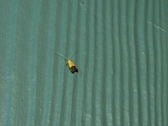 Crocanthes micradelpha