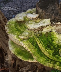 Trametes lactinea