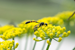 Gasteruption assectator