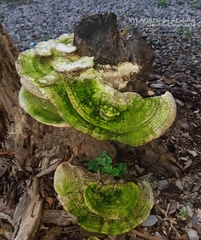 Trametes lactinea
