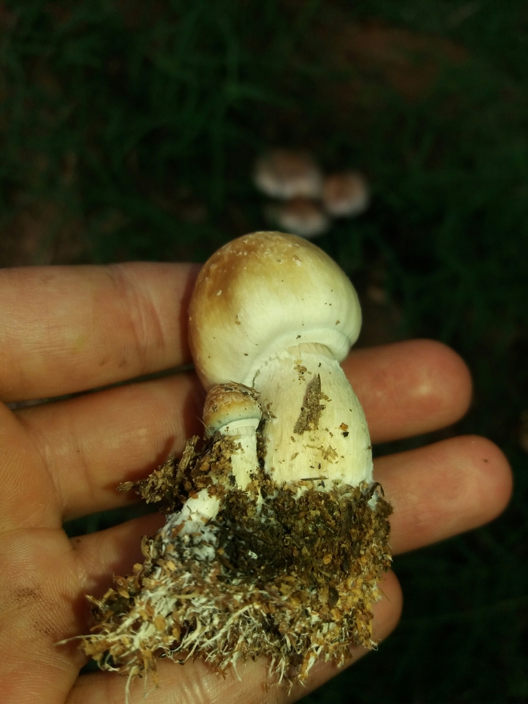 Psilocybe cubensis · September 2020 · photo: © danielmesa1 (iNaturalist, cc-by)