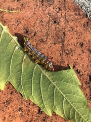 Oedemasia concinna