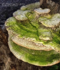 Trametes lactinea