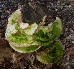 Trametes lactinea