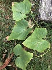 Cucumis sativus
