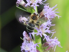 Melissodes communis communis