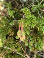 Phyllodoce glanduliflora