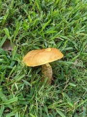 Boletus luridellus