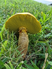 Boletus luridellus