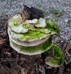 Trametes lactinea