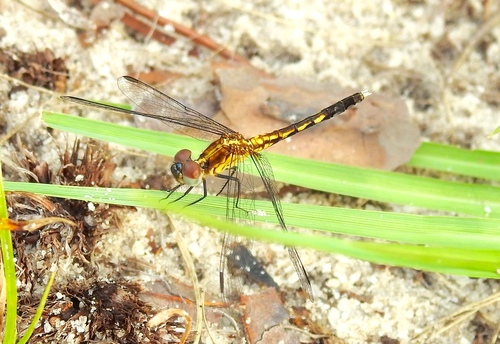 Little Blue Dragonlet photo 6