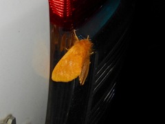 Euproctis crocea
