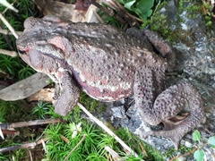 Bufo praetextatus