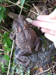 Bufo praetextatus