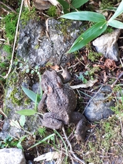 Bufo praetextatus