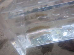 Etheostoma flabellare