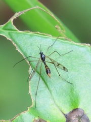 Ptychoptera quadrifasciata