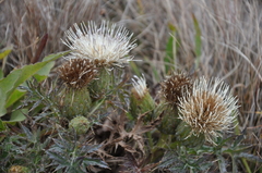 Cirsium quercetorum