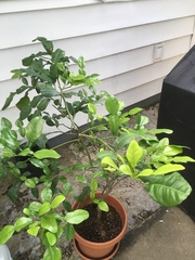 Citrus hystrix