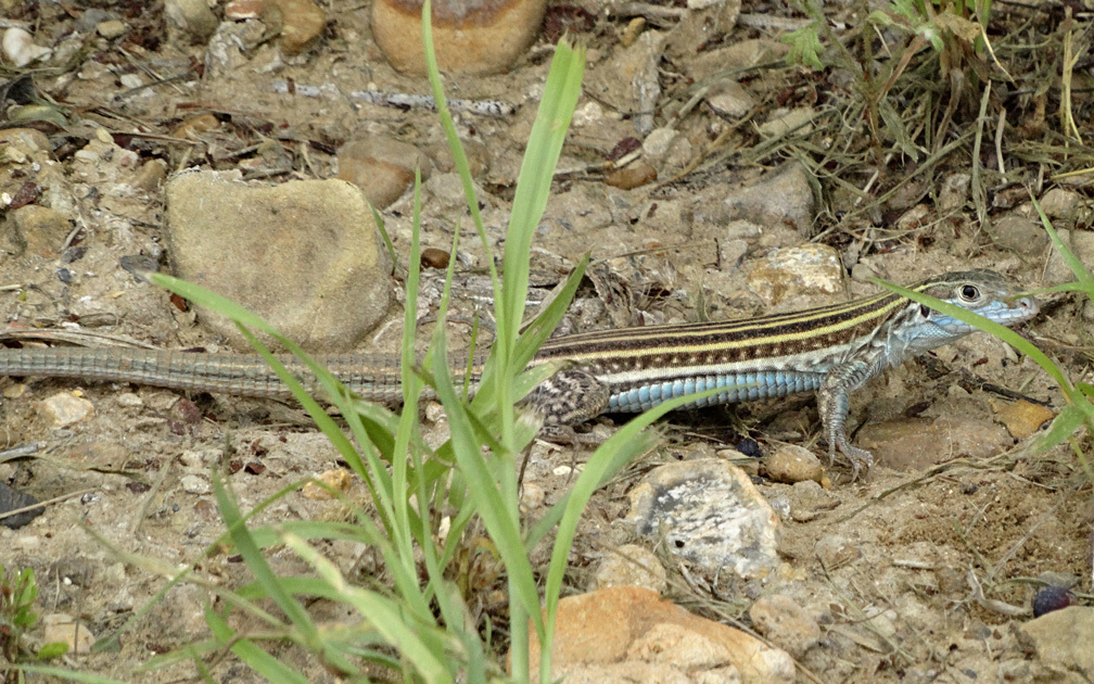 Laredo Striped Whiptail
