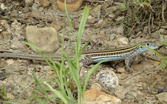 Aspidoscelis laredoensis