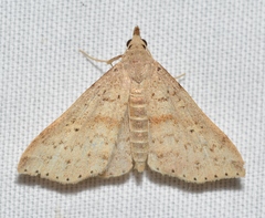 Renia salusalis
