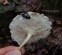 Prepopharus eduardoi