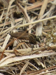 Machimus erythocnemius