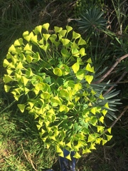 Euphorbia