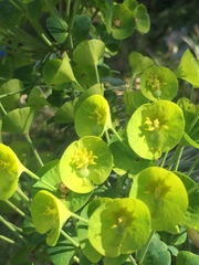 Euphorbia