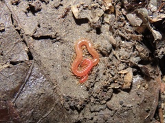 Strigamia bothriopus