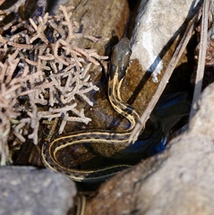 Thamnophis cyrtopsis