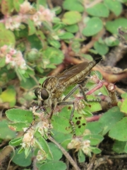 Machimus erythocnemius