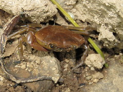 Pseudothelphusa