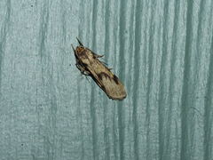 Graphosia stenopepla