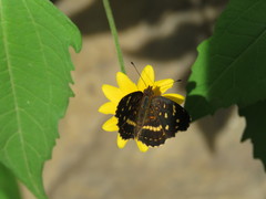 Anthanassa ptolyca amator