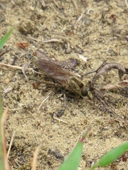 Machimus erythocnemius