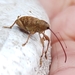 Pecan Weevil - Photo (c) Lindsay Boudreau, some rights reserved (CC BY-NC), uploaded by Lindsay Boudreau