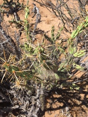 Cylindropuntia calmalliana