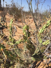 Cylindropuntia calmalliana