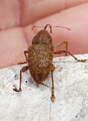 Curculio caryae