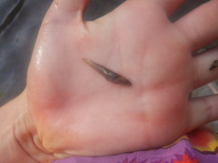 Etheostoma crossopterum