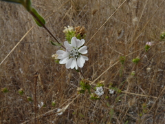 Hemizonia congesta clevelandii