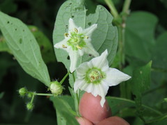 Jaltomata procumbens