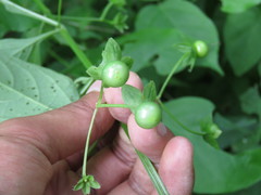 Jaltomata procumbens