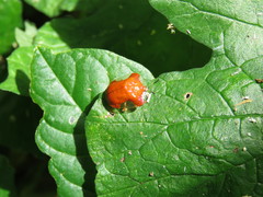 Charidotella tuberculata